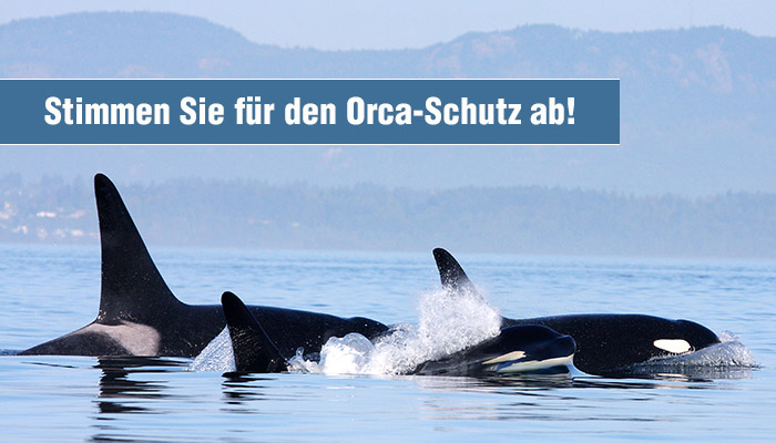 Stimmen Sie für den Orca-Schutz ab! | Orcas in den Gewässern von Vancouver Island