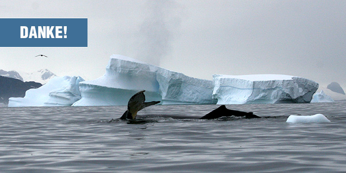 DANKE! | Zwei Buckelwale vor Eisschollen